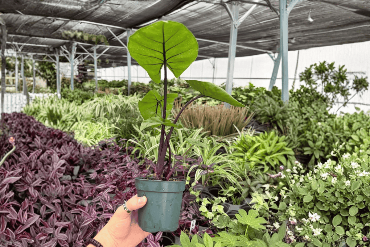 Alocasia Dark Star 2 Exact Live Plants – 4-Inch Pots – Alocasia ‘Dark Star’