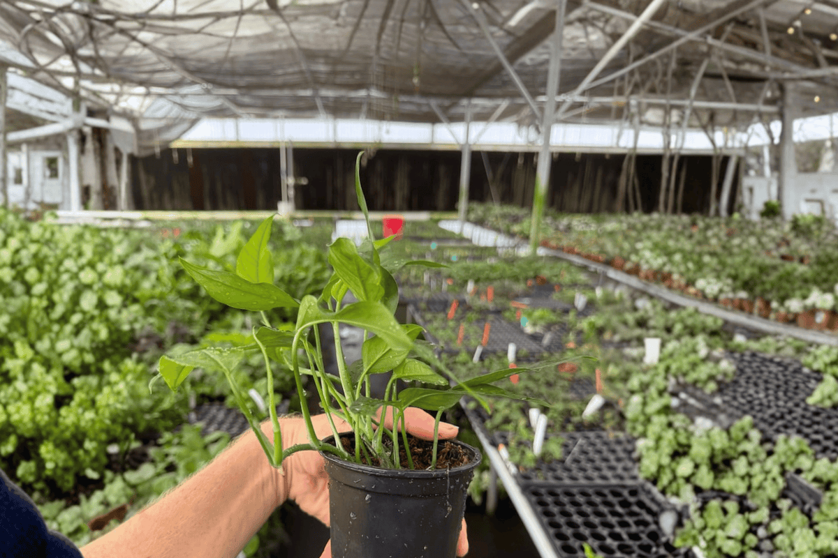 Baltic Blue Pothos 2 Live Plants – 4-Inch Pots – Epipremnum pinnatum ‘Baltic Blue’