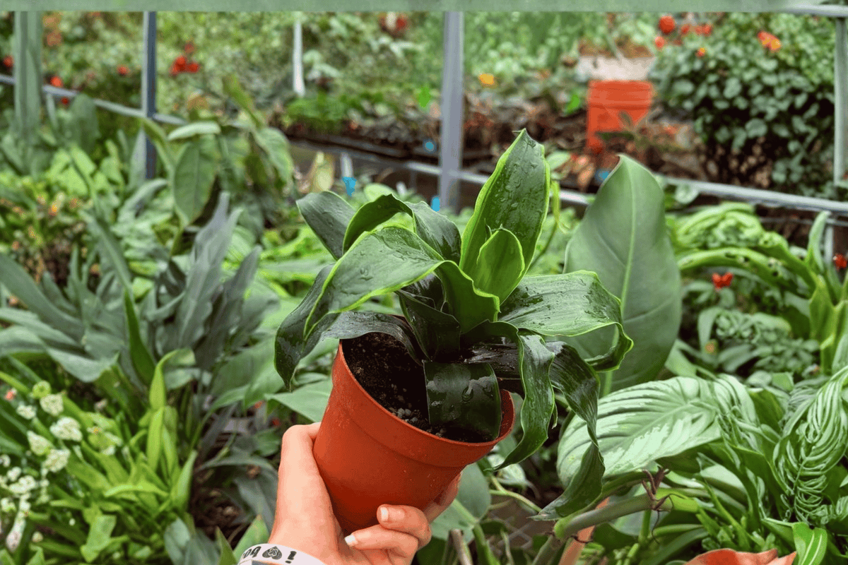 Dracaena Tornado – 2 Exact Live Plants in 4” Pots – Dracaena fragrans ‘Tornado’  📝 DESCRIPTION: