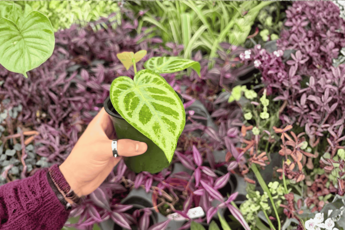 Anthurium Silver × Ferrari 2 Exact Live Plants – Specific 4” Size
