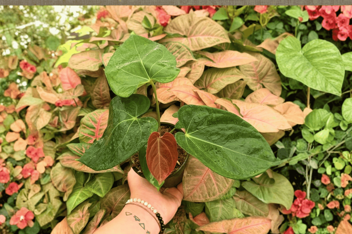 Anthurium Papi x HU (KOS) 2 Exact Live Plants – Specific 4-Inch Pots