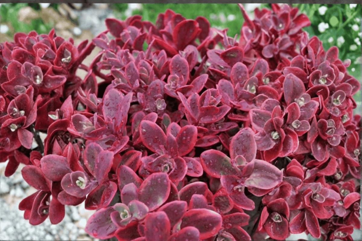 SunSparkler Wildfire Stonecrop 1 Live Plant – 4-Inch Pot – Sedum rupestre ‘Wildfire’