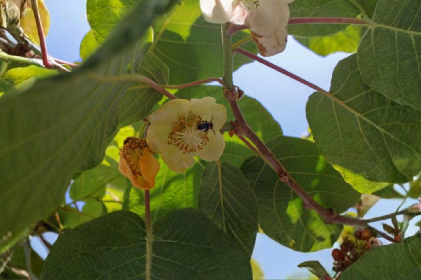 Clark Male Kiwi Pollinator Live Rooted Starter Plant – Actinidia deliciosa – USDA Zones 4–8