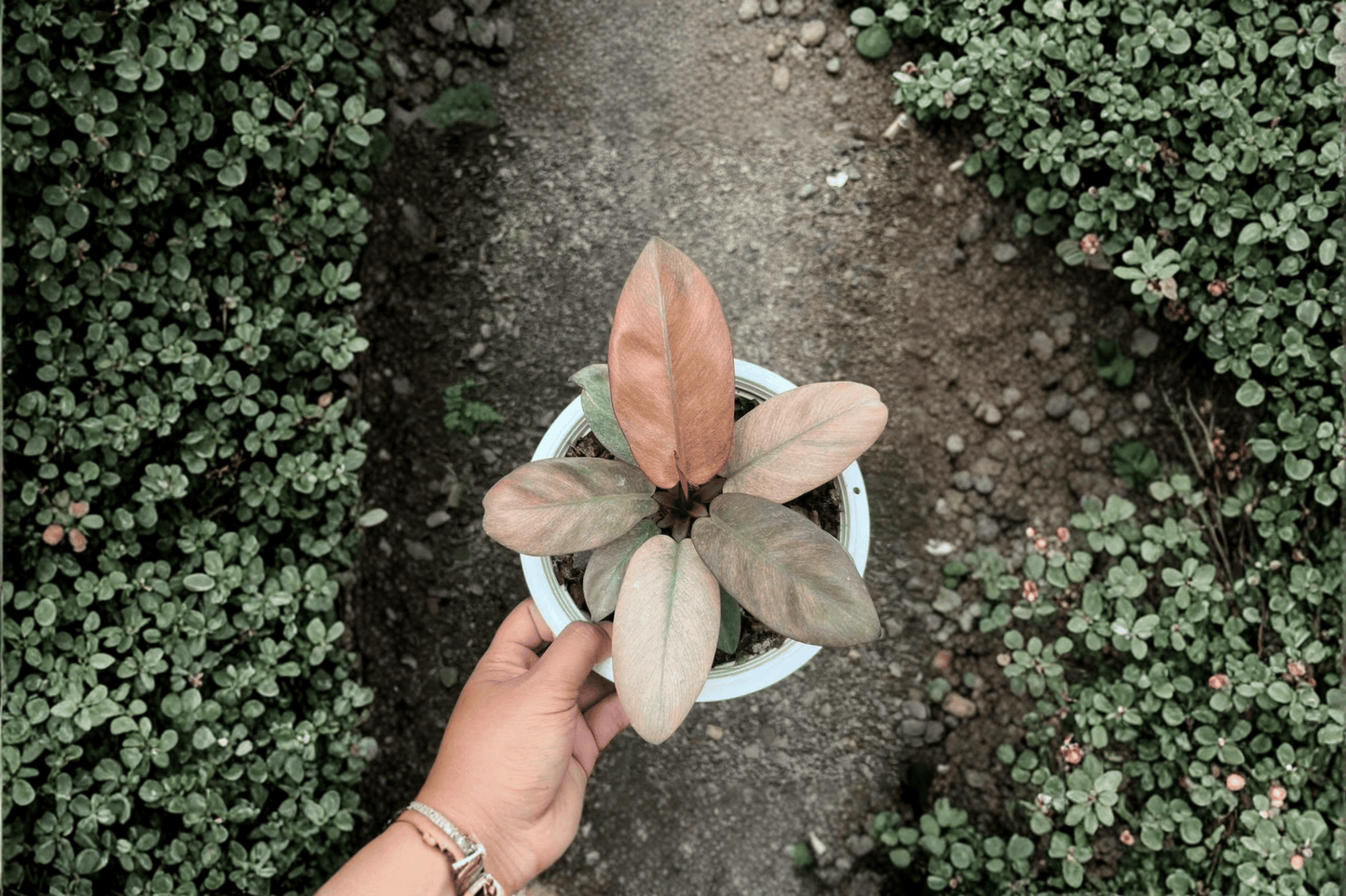 2 Philodendron 'Black Cardinal Mint Variegated' Tissue Culture Plants