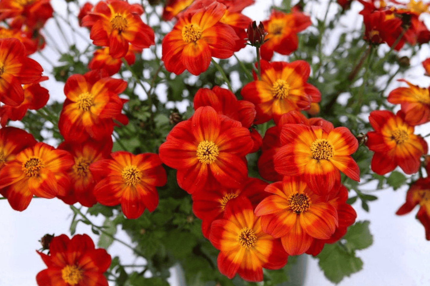 Blazing Ring of Fire Beggarticks 1 Live Plant – 4-Inch Pot – Bidens ferulifolia