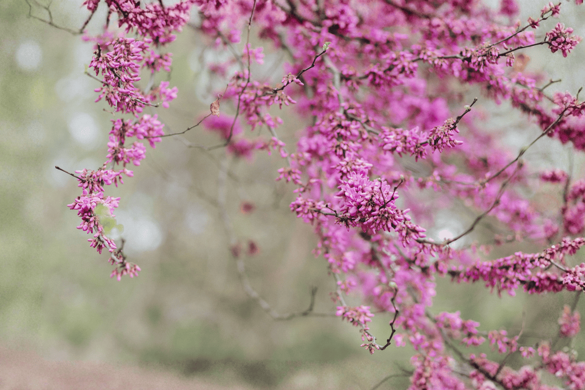 Lavender Twist Weeping Redbud 1 Live Ornamental Tree, 2 Gallon Pot – Cercis canadensis ‘Covey’