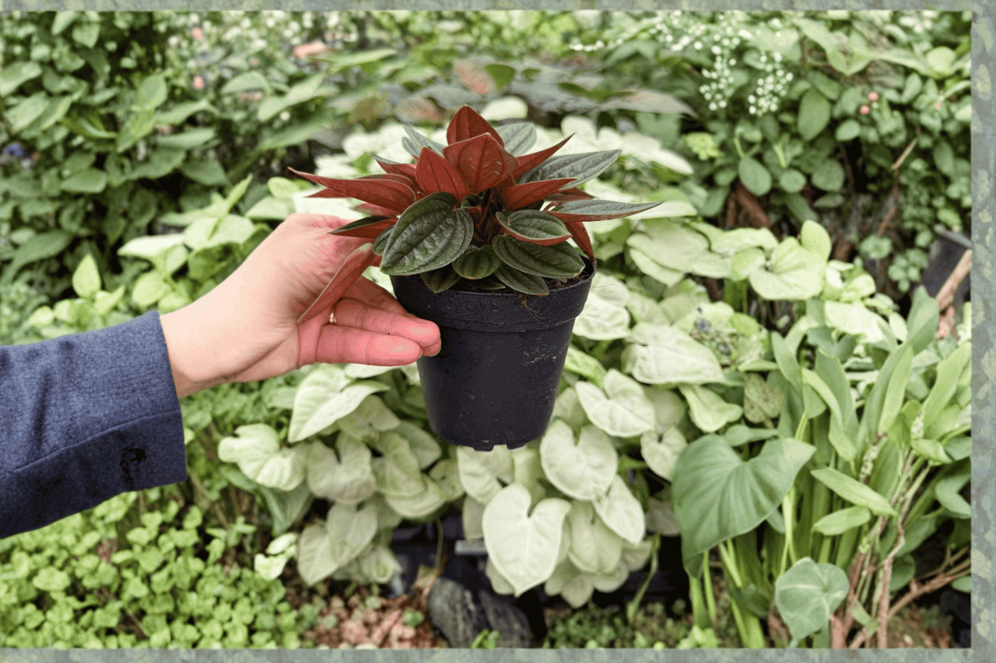 Peperomia Rosso 2 Exact Live Plants – 4-Inch Pots – Peperomia ‘Rosso’