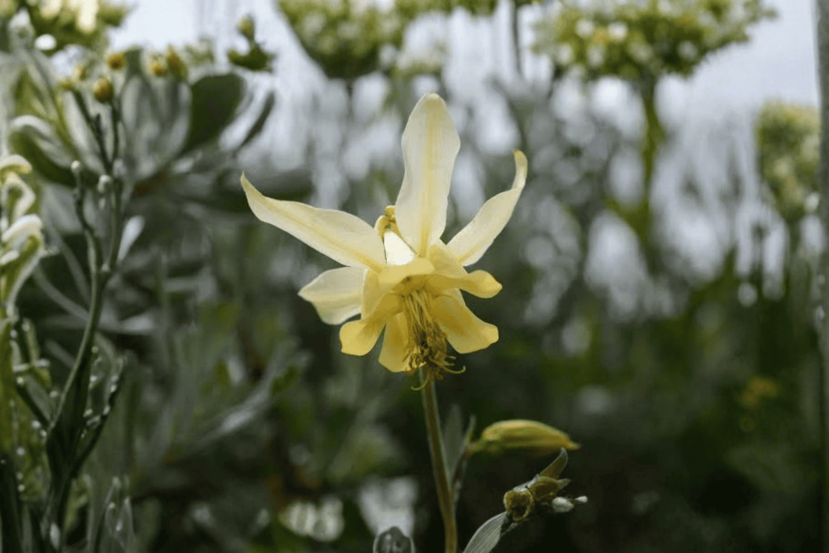 EarlyBird Yellow Columbine 1 Live Plant – Aquilegia ‘Earlybird Yellow’ – 1 Gallon Pot