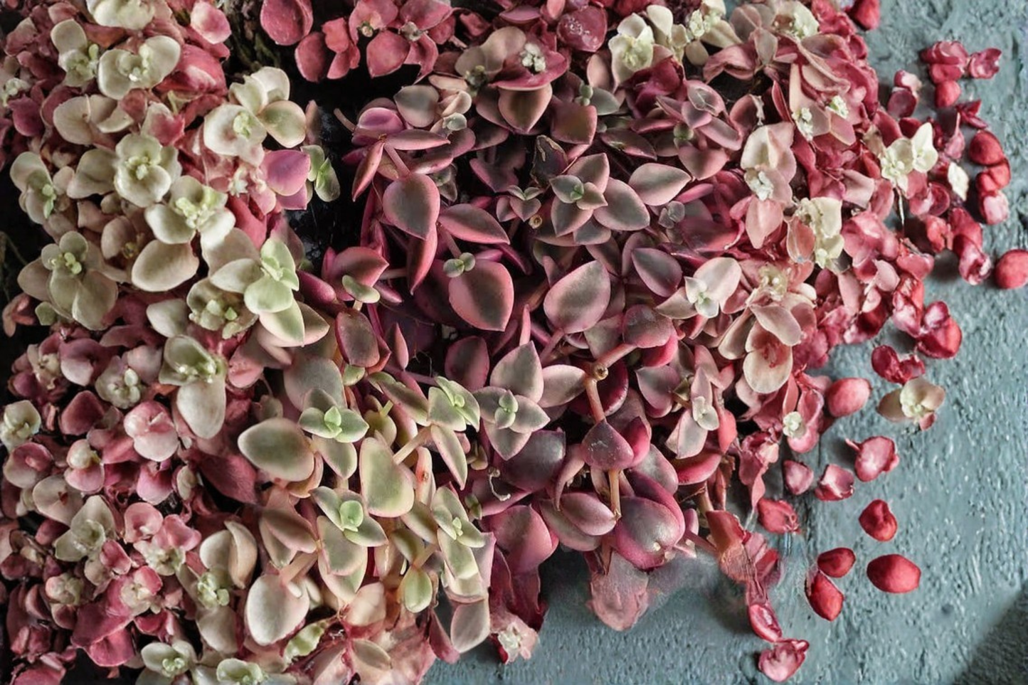Calico Kitten Variegated Live Succulent in 4-Inch Pot – Crassula pellucida 'Variegata'