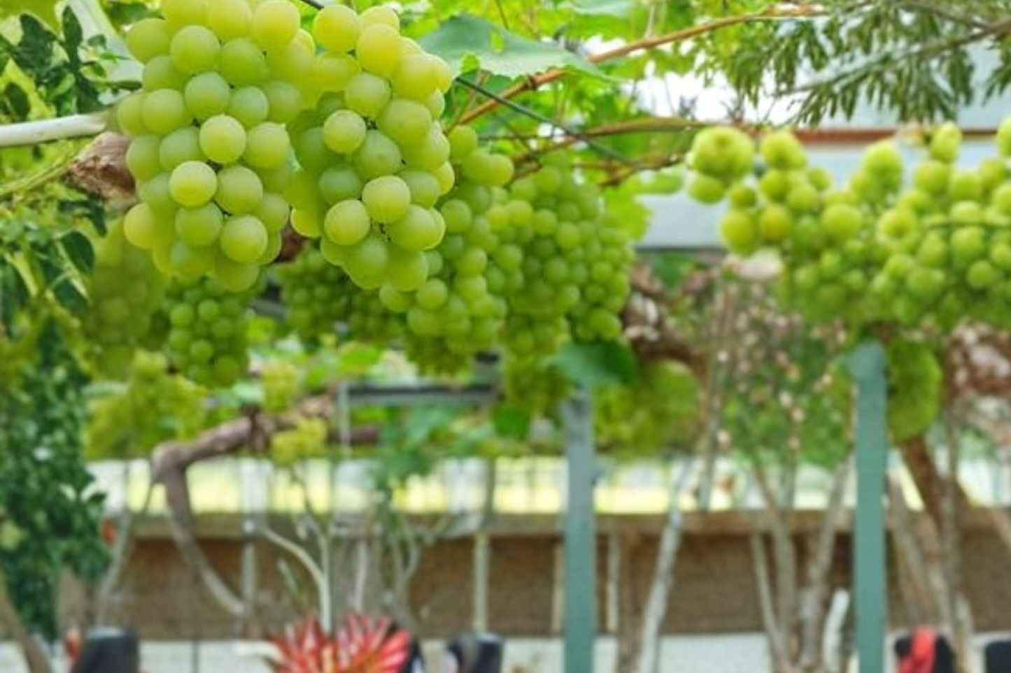 White Muscat Grape Vine Live Plant 4–6 Ft Wine Grape Vine for Garden Trellis Vineyard, Outdoor Climbing Fruit Vine