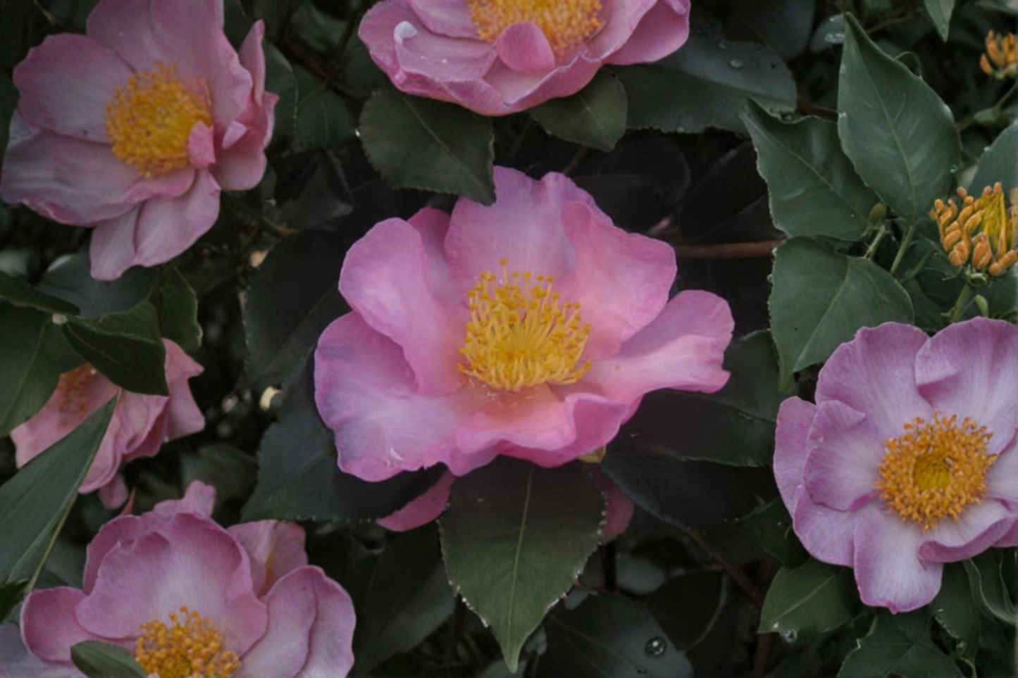 Long Island Pink Camellia 1 Gallon Live Plant – Camellia sasanqua Pink Fall Blooming Evergreen Shrub Zone 6 Garden