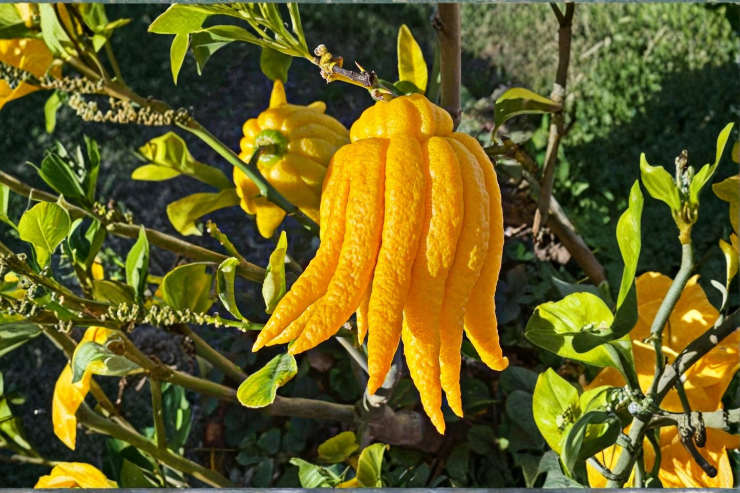 Buddhas Hand Citron Tree Grafted Live Citrus Plant 2ft Tall Fingered Lemon Fruit Tree Tropical Garden No Ship to California