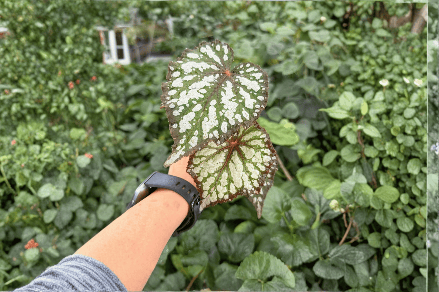 2 Exact Begonia 'Summer Storm' Starter Plants – Begonia Hybrid Live Plants