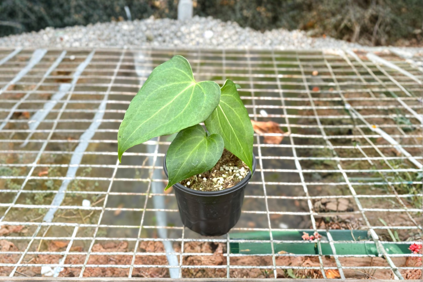 Anthurium Delta Force Live Plant Dark Green Tropical Houseplant in 4 Inch Pot