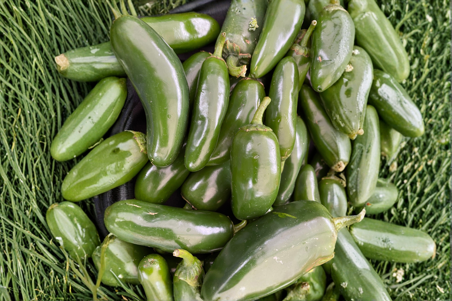 Lot of 3 Green Jalapeño Live Pepper Plants – Capsicum annuum Chili Plants