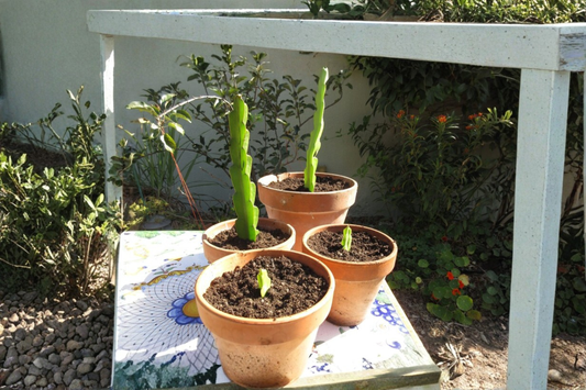 Dragon Fruit Cutting Live Pitaya Plant Cutting Rooting Starter Cutting Tropical Cactus Propagation One Cutting