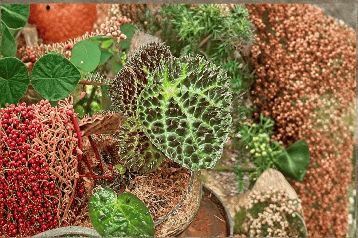 2 Begonia ferox Tissue Culture Plants – Live Rare Begonia Starter Cultures