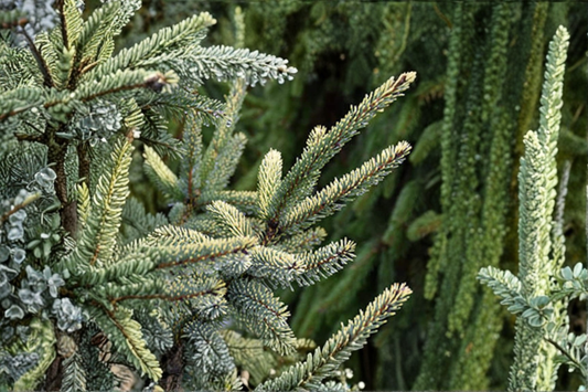 Aureovariegata Black Spruce Live Plant 12 Inch 1 Gallon Pot Variegated Evergreen Conifer Cold Hardy Landscape Tree