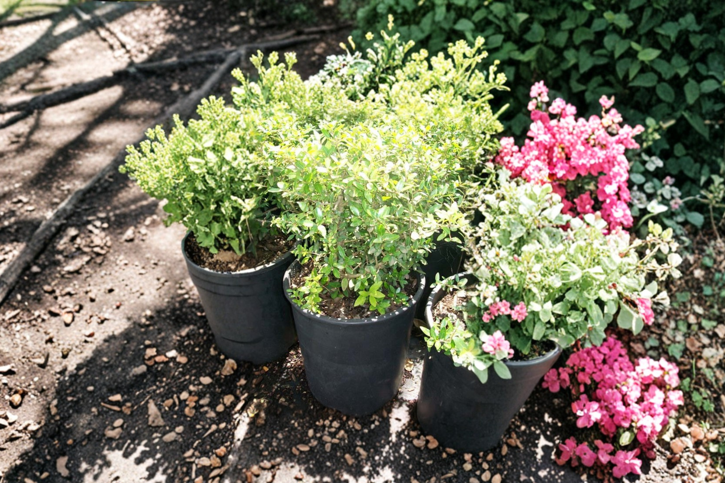 Dwarf Yaupon Holly Live Plant 3 Gallon – Evergreen Hedge Shrub for Garden, Landscape Border Plant Outdoor