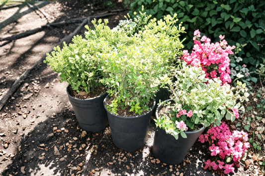 Dwarf Yaupon Holly Live Plant 3 Gallon – Evergreen Hedge Shrub for Garden, Landscape Border Plant Outdoor
