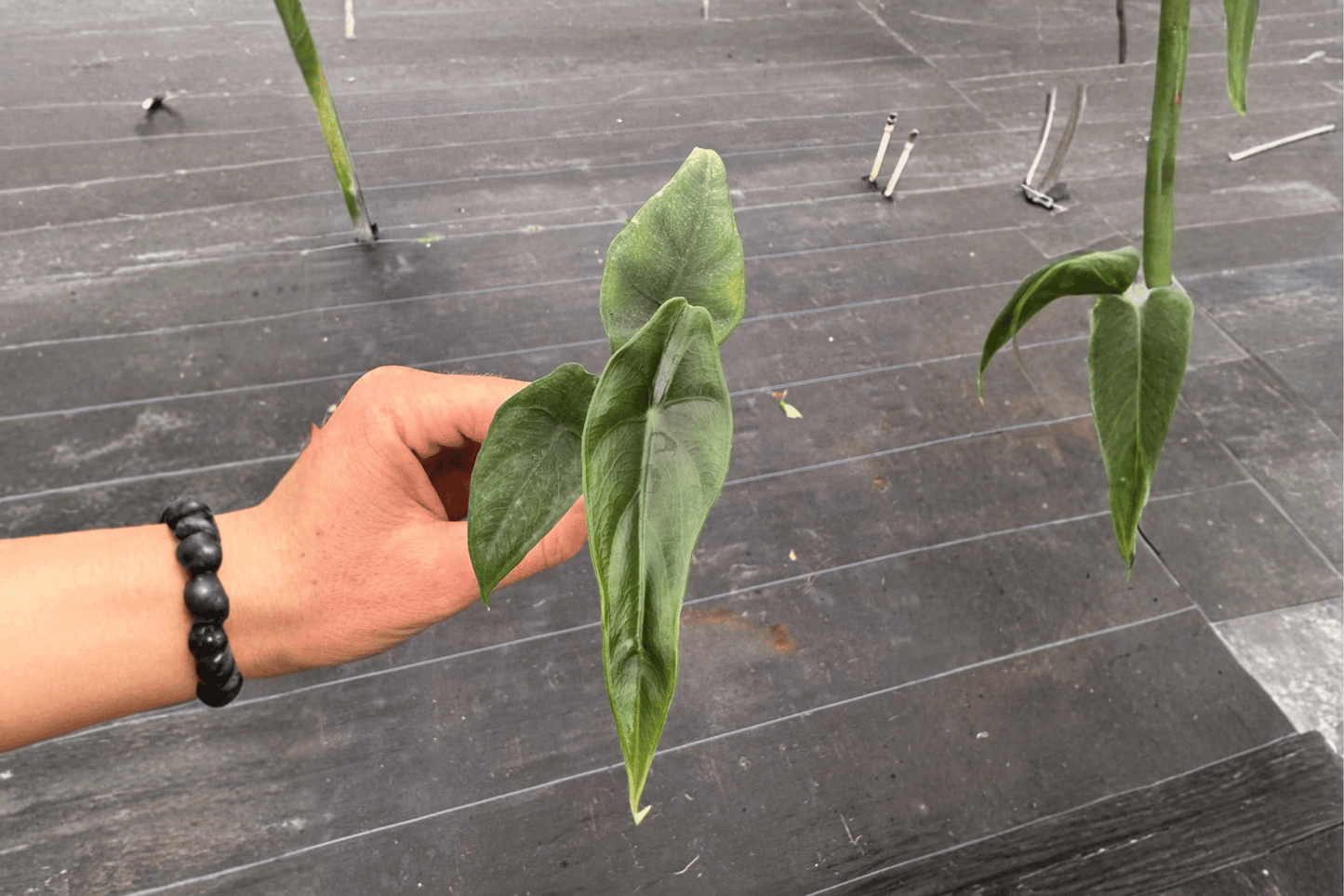 Alocasia venusta 2 Live Starter Plants – Tropical Aroid