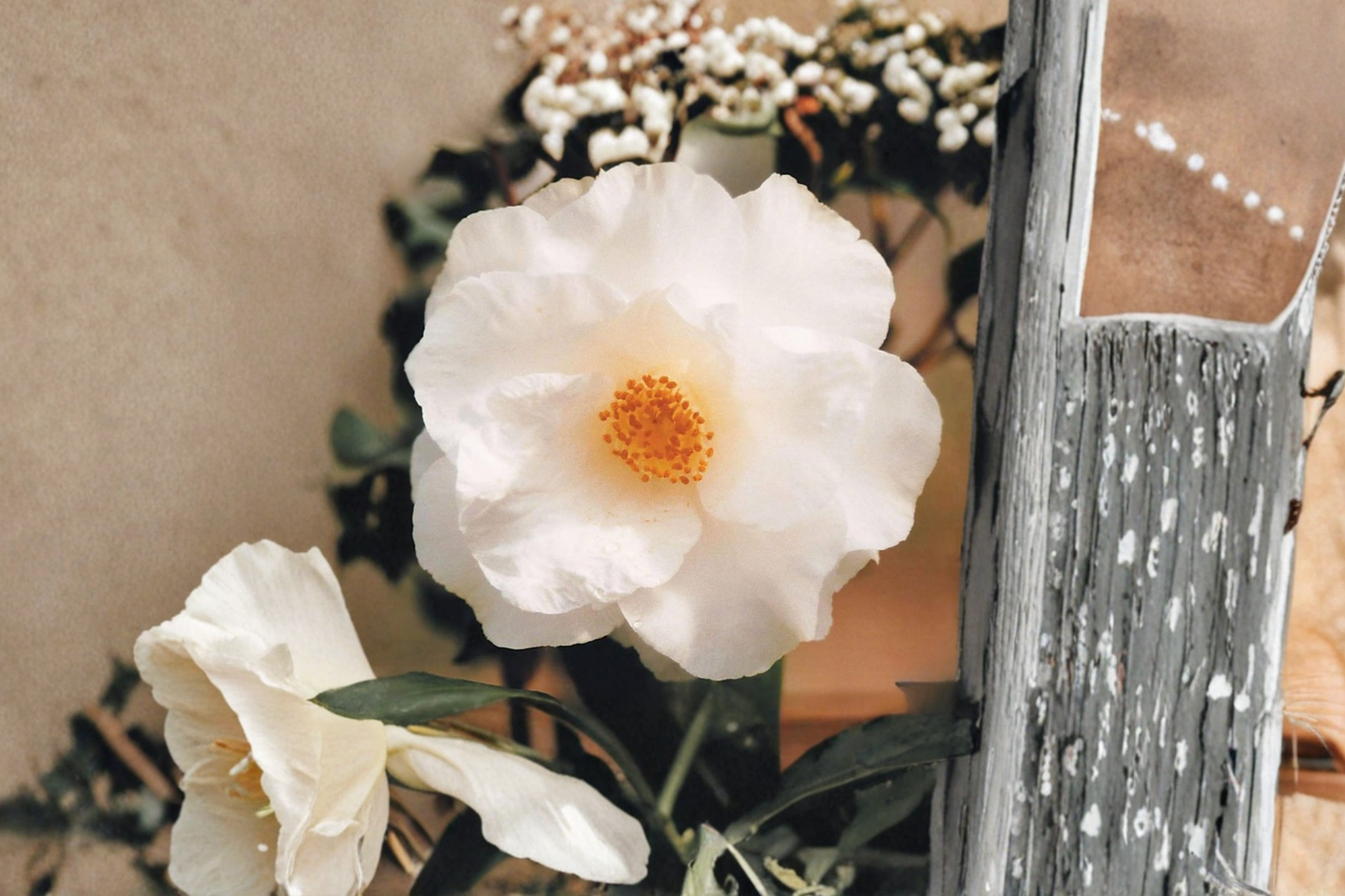 Japanese Camellia ‘Sudie Blanchard’ 3 Gallon Live Plant – Camellia japonica Pink White Evergreen Shrub