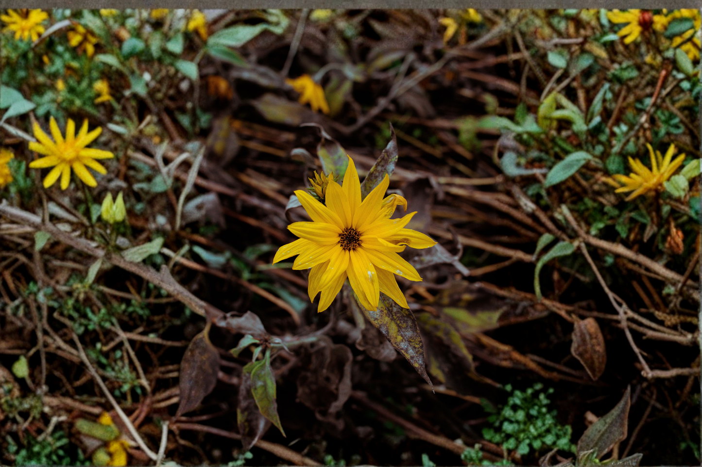 Autumn Gold Willow Leaf Sunflower Live Plants 3 Rooted Starters in 1 Qt Pots Helianthus Perennial Flower