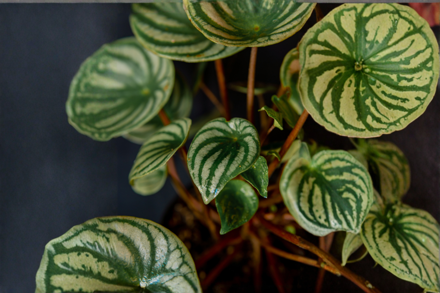 Watermelon Peperomia Live Plant – 4-Inch Potted Houseplant (Peperomia argyreia)