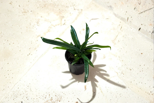 Blue Oil Fern Live Plant Microsorum Thailandicum in 4 Inch Pot Rare Tropical Indoor Houseplant Gift Decor
