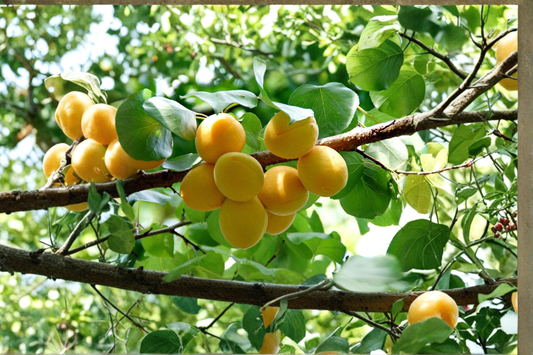 Gold Kist Apricot Tree Live Plant 4–6 Ft Fruit Tree for Garden Orchard, Deciduous Outdoor Apricot Tree