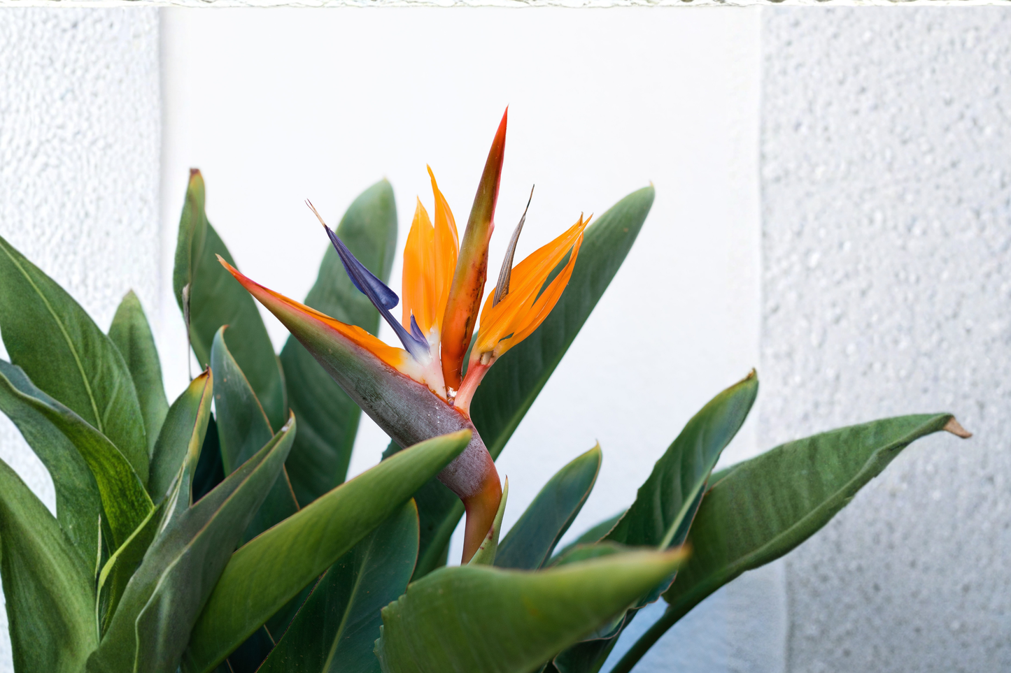 White Bird of Paradise Live Plant – 2–3 Feet Tall Indoor Houseplant – Strelitzia nicolai