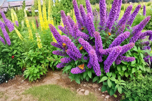 Buzz Purple Butterfly Bush Live Plug Plant – 1–3 Inch Tall – Buddleja davidii 'Buzz Purple'