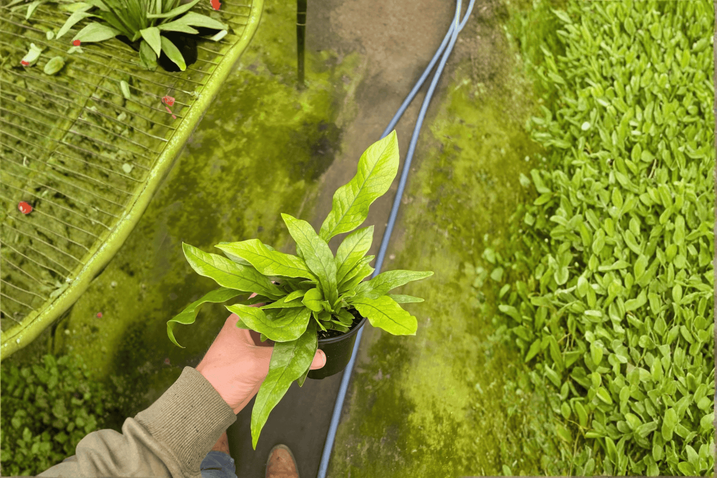 Crocodile Fern 2 Live Plants – 4-Inch Pots – Microsorum musifolium ‘Crocodyllus’