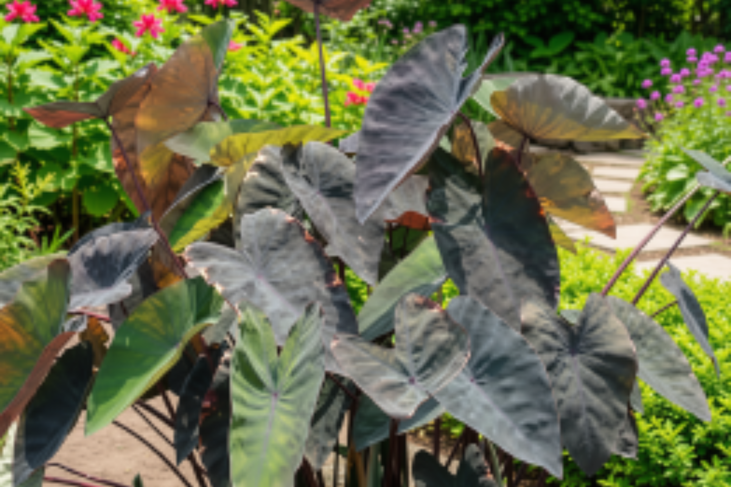 Aloha Colocasia Live Plant 6–15 Inches Tall – Tropical Elephant Ear (No Pot)