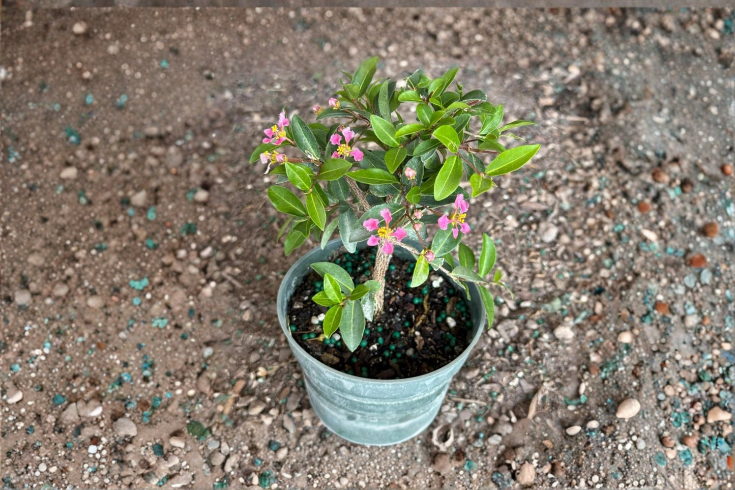 Barbados Cherry Bonsai Live Plant Malpighia Glabra 3 Inch Pot Indoor Outdoor Tropical Starter Tree Gift