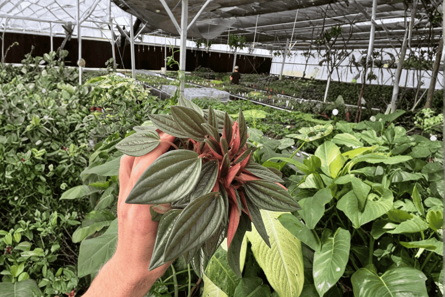 Peperomia Rosso 2 Live Plants – 4-Inch Pots – Peperomia caperata ‘Rosso’