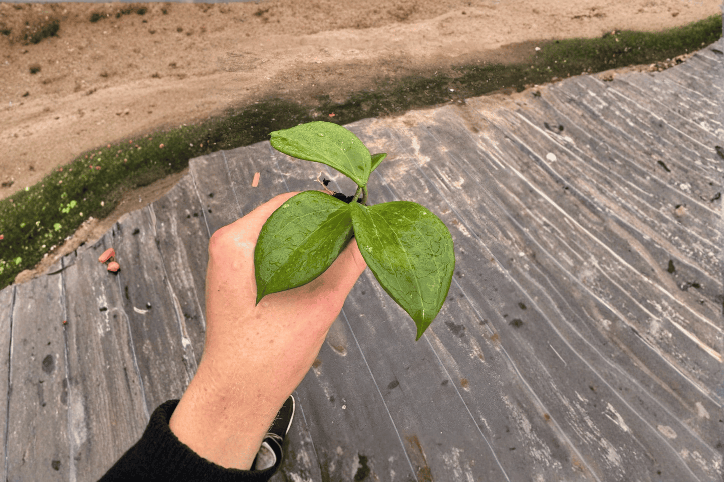 2 Hoya quinquenervia Starter Plants – Hoya quinquenervia Bare Root