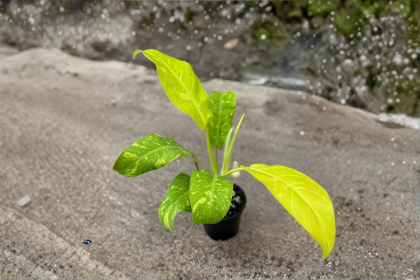 Philodendron Golden Goddess Variegated Live Plant Tropical Houseplant in 3 Inch Pot