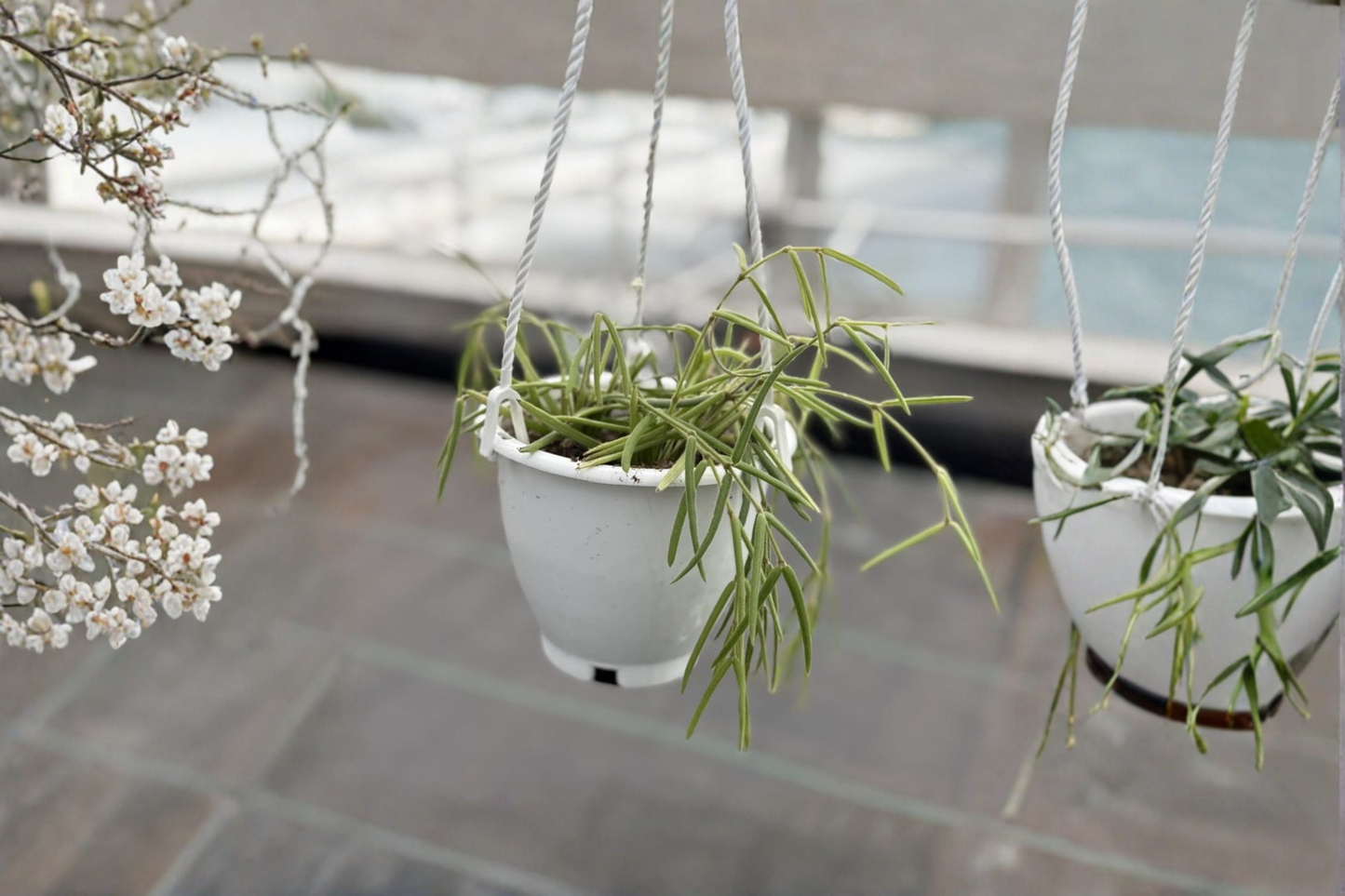 Hoya Linearis Live Plant Rare Hanging Houseplant Wax Leaf Starter Plant in 4.5 Inch Pot Indoor Garden Gift