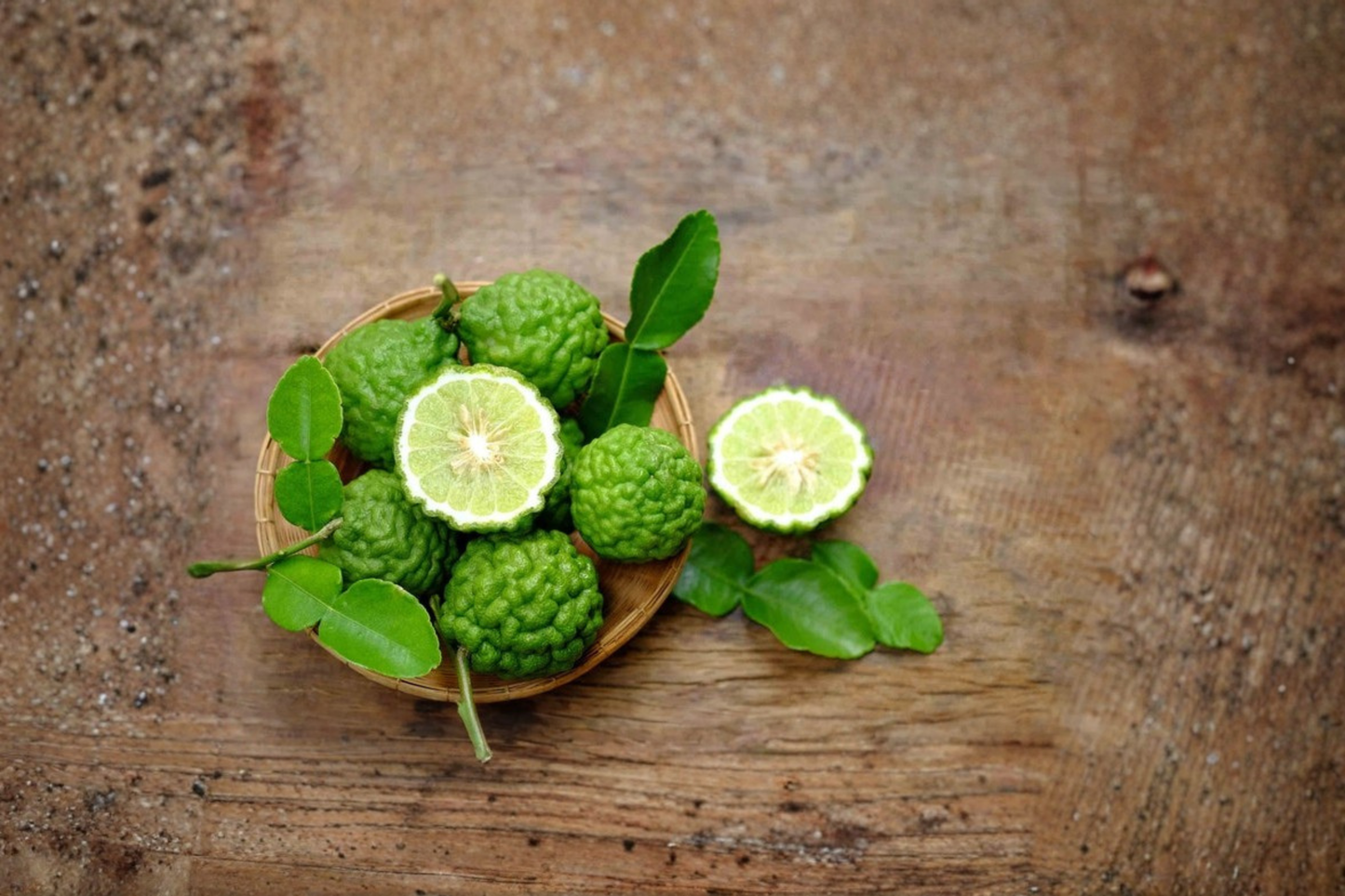 Thai Lime Tree Live Kaffir Lime Plant 1 Gallon Potted Citrus Tree 14 to 18 Inch Tall Ready to Grow Citrus Plant