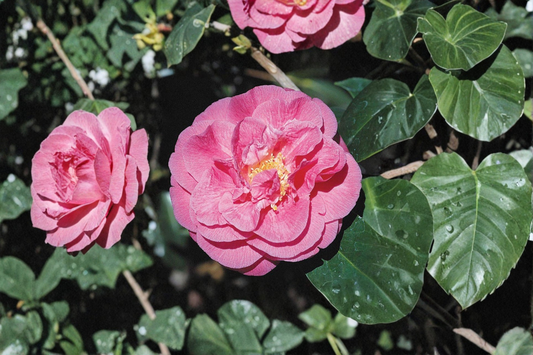 Fragrant Japanese Camellia ‘Scentsation’ 3 Gallon – Camellia japonica Pink Flowering Evergreen Shrub