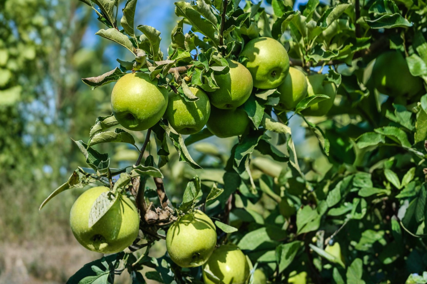 Granny Smith Apple Tree 4–6 ft Live – Green Apple Fruit Tree, Outdoor Orchard Plant, Sweet Tart Apples for Garden Growing