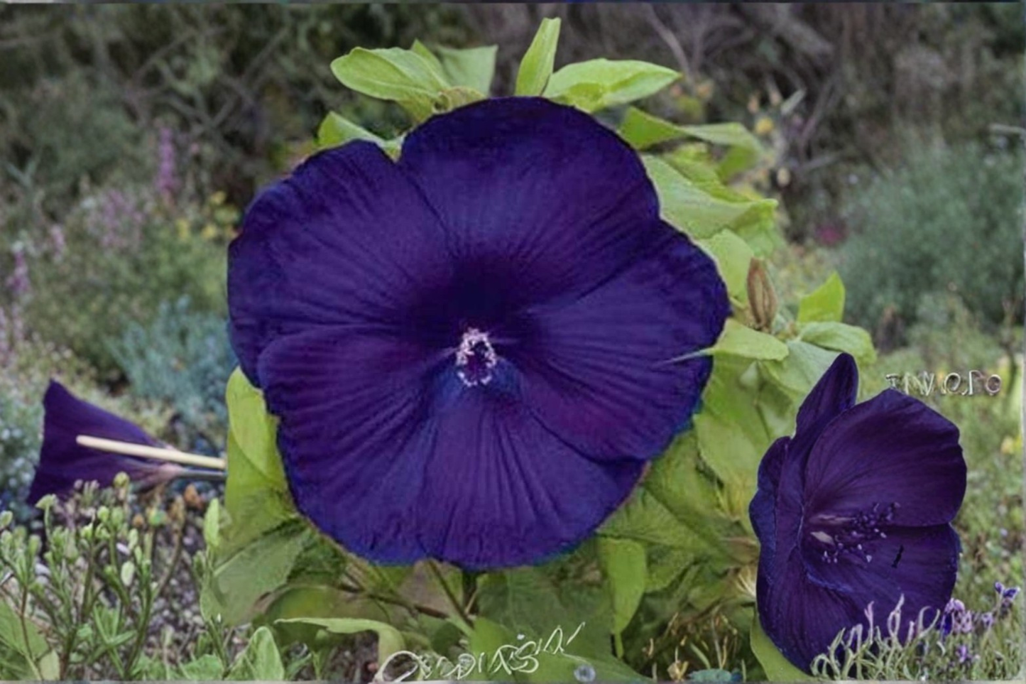 Purple Dinnerplate Hibiscus Seeds Giant Tropical Flower Plant 10 Seeds for Indoor Pot and Outdoor Garden Growing