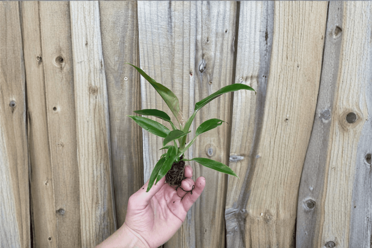 Philodendron Jungle Boogie ‘Tiger Tooth’ 2 Live Starter Plants – Narrow Form