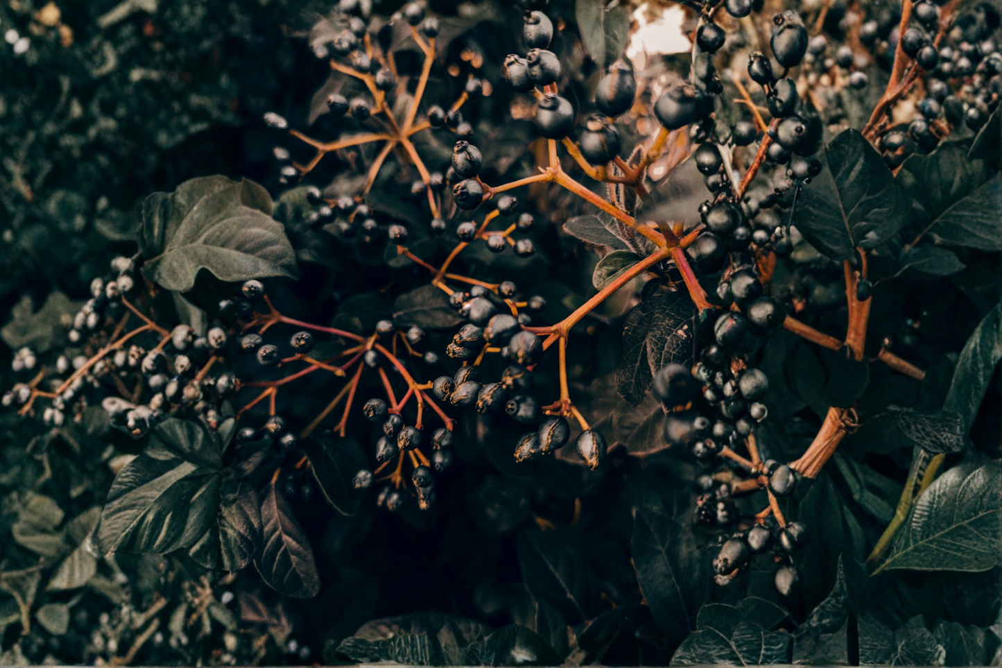 Black Chokeberry Live Rooted Plant – 1 Aronia melanocarpa Edible Shrub