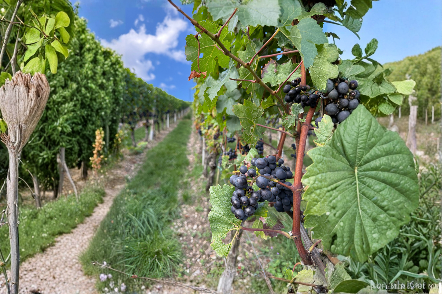 Southern Home Muscadine Grape Live Starter Plant – 1 Plant – Vitis rotundifolia 'Southern Home'