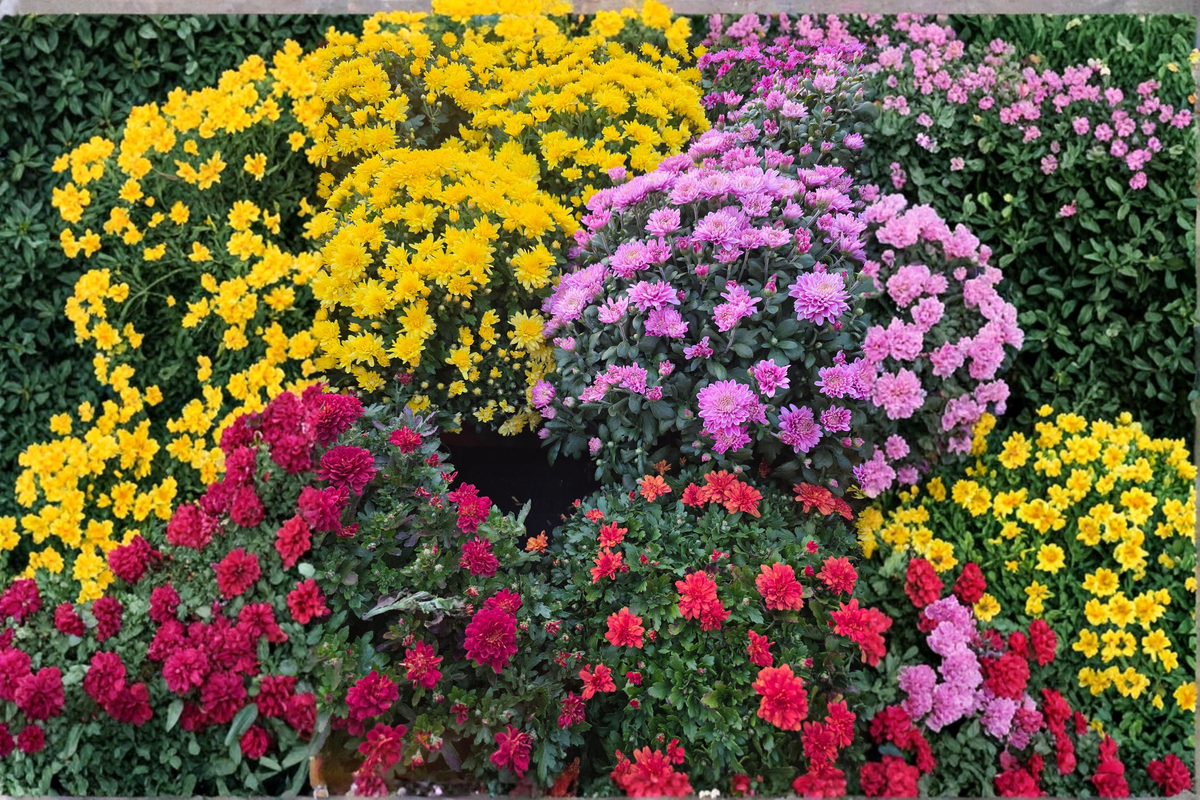 Live Garden Mum Plant – Random Color Mix – 4-Inch Pot – Fall Blooming Chrysanthemum (Ships Without Pot)
