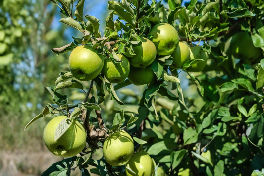 Granny Smith Apple Tree 4-6 ft – Live Fruit Tree for Home Garden Crisp Green Apples Outdoor Orchard Plant