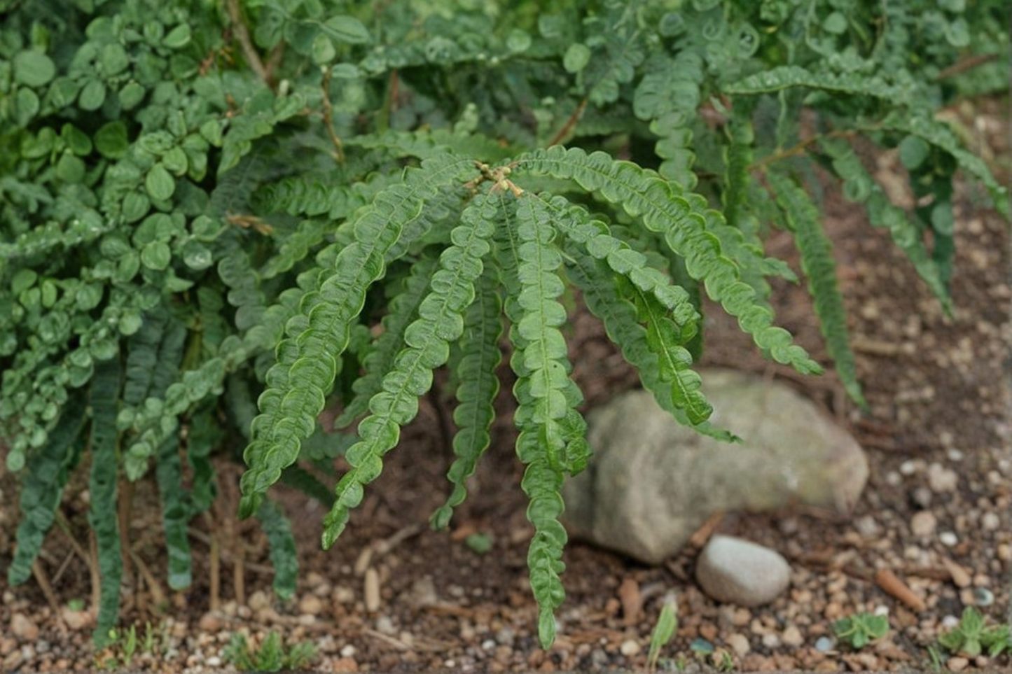 Sweet Fern Live Plant 2 Gallon Pot Native Shrub Fragrant Foliage Hardy Groundcover Garden Landscape Plant