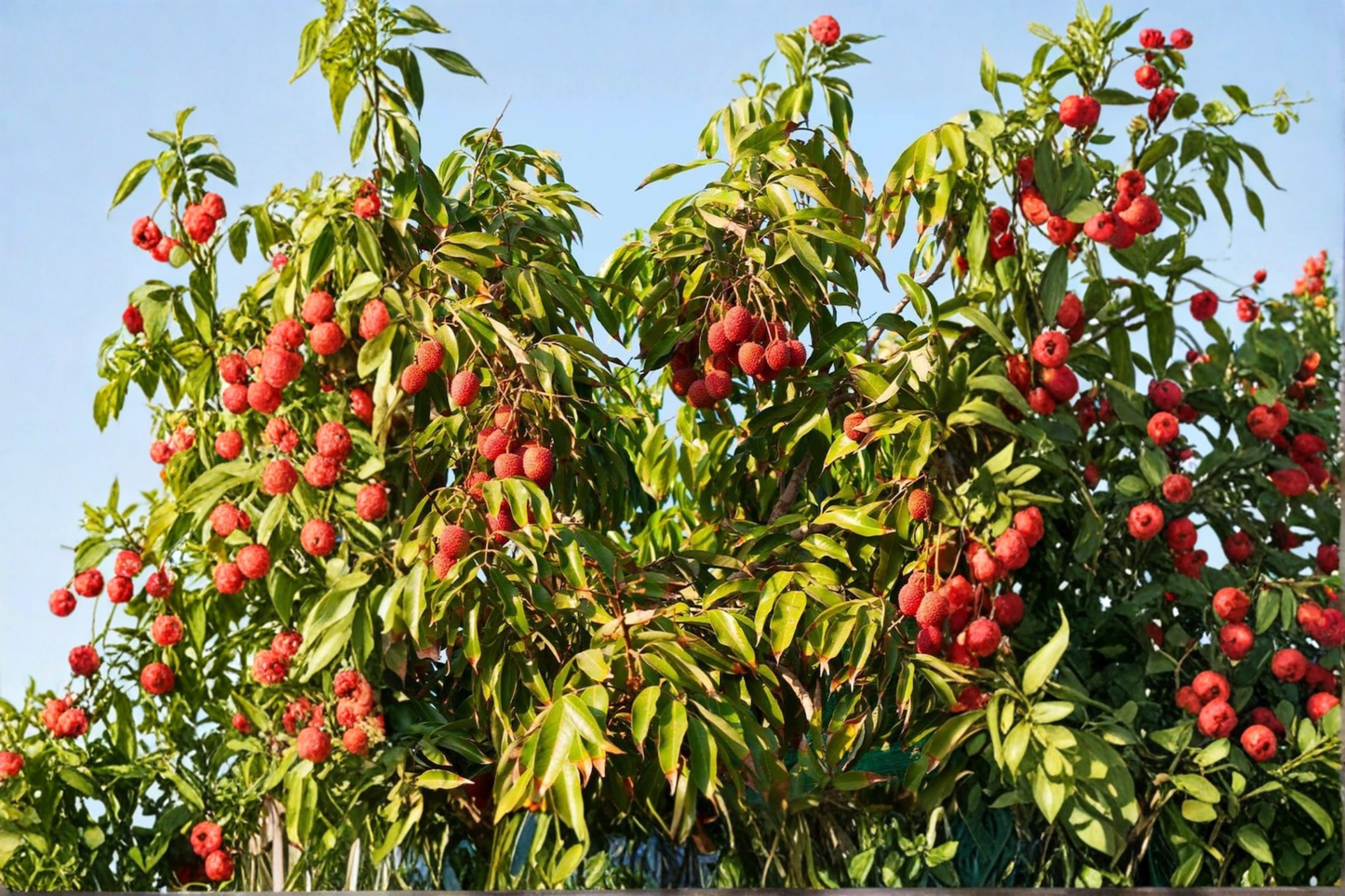 Sweetheart Lychee Tree Air Layered Live Plant 3ft Tall Tropical Lychee Fruit Tree Backyard Garden No Ship to California